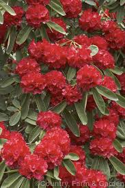 Rhododendron Gills Crimson Photo In 2020 Rhododendron Tall Shrubs Photo