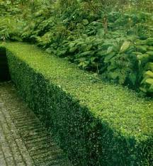 Image result for ligustrum ovalifolium