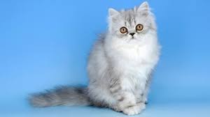 kedi cinsleri panosundaki pin