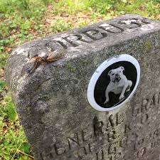 The mailroom can be accessed by clicking the mail tube (flower pot) near the pet graveyard. Pet Cemetery Stories The Stories Behind The Stones