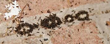 A1 Bee Specialists Also Offers A Perimeter Service For Spiders Ants And Crawling Insects You Can Protect Your Entire Insect Problem Bloomfield Hills Ants