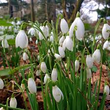 January through in the very bottom picture we show the source a lot of our double snowdrops, in the green, which we. Snowdrop Flowers Plant Types How To Grow And Care Florgeous