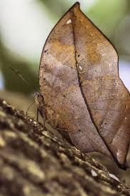 9 Animals That Look Like Leaves Animals Insects Butterfly