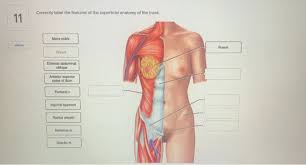 Want to learn more about it? Correctly Label The Features Of The Superficial Chegg Com