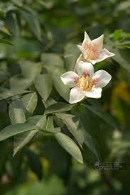 Image result for Rothmannia manganjae