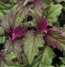 Image result for Gynura