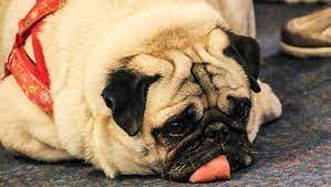 Why Does Your Dog S Tongue Stick Out Here Are 4 Reasons Dogtime