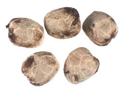 Image result for Lannea schimperi