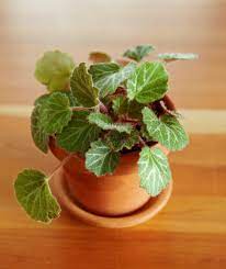 See more ideas about terrarium, garden terrarium, moss terrarium. Top Plants For Terrariums Better Homes Gardens