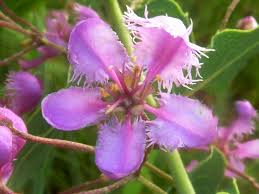 Image result for Triaspis hypericoides