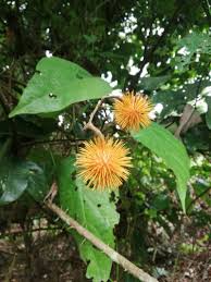 Image result for Lindackeria dentata