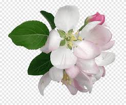 زهرة توليب زهرة زهرة صغيرة ألبوم قص زهور Png