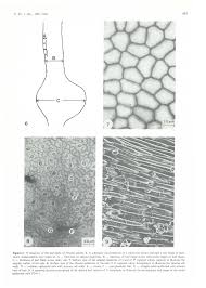 Image result for Pavetta lasiopeplus