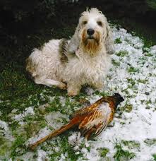 Image result for malý vendéeský hrubosrstý honič