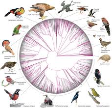 The driving time from sacramento, california to reno, nevada is: Dense Sampling Of Bird Diversity Increases Power Of Comparative Genomics Nature