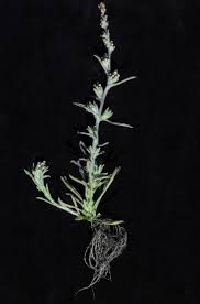 Image result for Pseudognaphalium oligandrum