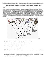 Worksheet Cladogram Worksheet Answers Grass Fedjp Worksheet Study Site Study Site Worksheets Worksheet Template