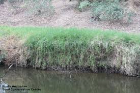 Image result for Cenchrus clandestinus