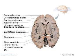 Learn about brs histology nucleus with free interactive flashcards. The Central Nervous System Ppt Video Online Download