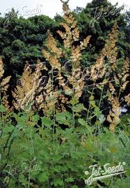 Image result for Macleaya