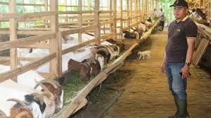 Kambing memiliki bahasa latin, yakni copra hirpus. Jenis Jenis Kambing Yang Banyak Diternak Youtube