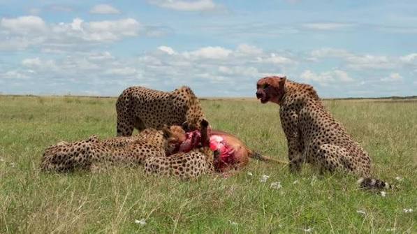 Band Of Cheetahs Eating An Antelope In The Vast Bush Of Kenya by Wildlife and Nature studios - Stock Video | Motion Array