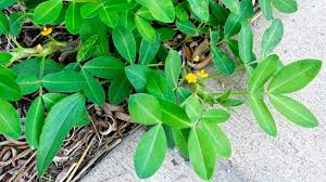 However, you can grow peanuts in any type of soil if you. Plant Profile Meet The Peanut Toronto Gardens