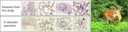 1.malaria under microscope 2.malaria microscopic examination 3.mp slide in microscope the gold standard for the diagnosis of. Hidden In Plain Sight Cryptic And Endemic Malaria Parasites In North American White Tailed Deer Odocoileus Virginianus Science Advances