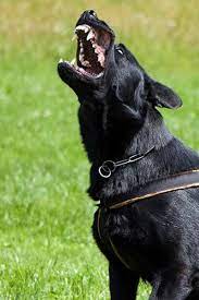 Why Dogs Bark Instead Of Howl Wag Dogs Dog Training Obedience Dog Barking Video