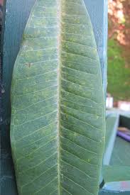 Keep the growing area clean and free of fallen leaves. Fact Sheet Frangipani Rust 243