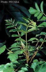 Image result for Brucea antidysenterica