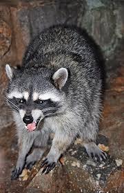 If the raccoons are inside a house or attic, the most important thing is to find and seal shut their entry hole(s). Tips On Getting Rid Of Raccoon From Your Campsite