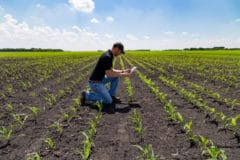 Plant them one to two inches deep and two to three inches apart. Bush Bean Spacing Giving The Room They Need