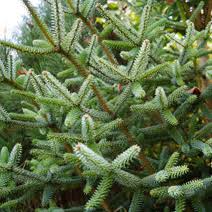 We did not find results for: Abies Pinsapo Aurea