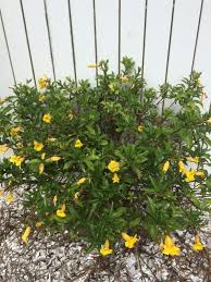 Aka california laurel, oregon myrtle, pepperwood. Bush Allamanda Allamanda Schottii Your Yellow Tubular Flower May Be An Allamanda An Evergreen Vine Shrub Prized For Its Trumpe Plants Evergreen Vine Shrubs
