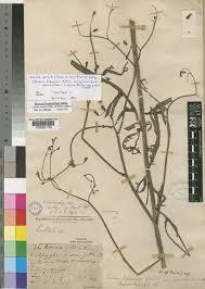 Image result for Sonchus bipontini