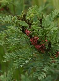 Image result for Indigofera