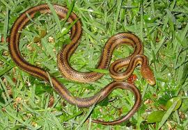 Black And Yellow Stripes Snake Yellow Rat Snake Information Facts Rat Snake Snake Snake Information