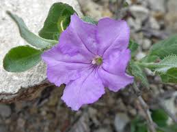 Image result for Ruellia praetermissa
