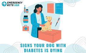 We did not find results for: Signs Your Dog With Diabetes Is Dying When To Euthanize