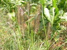 Image result for Cenchrus polystachios