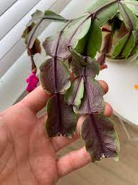 You can tell the thanksgiving cactus apart from the christmas cactus by the shape of its leaves. My Christmas Cactus Is Slowly Dying And I Don T Know Why I Water It Once A Week It S Placed On A North Window Recently I Had To Remove Half Of This Plant