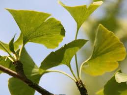 Der ginkgobaum gilt allgemein als pflegeleicht und robust. Facherblattbaum Kaufen Garten Von Ehren Qualitat Seit 1865 Garten Von Ehren