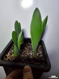 Image result for Haemanthus montanus
