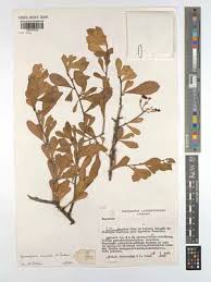 Image result for Gymnosporia arenicola