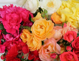 Gardening roses is pleasant and makes every 6 weeks throughout the growing season. Smart Rose Tips Grow Roses The Smart Way Anthony Tesselaar Plants