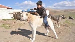 Langosta Kangal Kopegi Kopek Bekci Kopegi