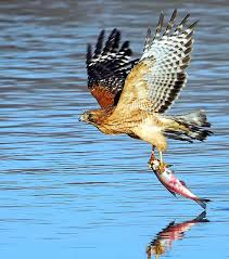 Birds That Start With R Red Shouldered Hawk Fishing New Crop Pet Birds Birds Of Prey Beautiful Birds