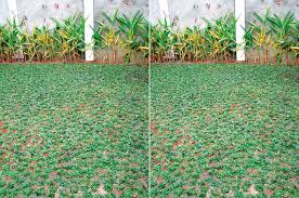 Rumput jepang adalah salah satu jenis rumput hias yang sering ditanam di halaman rumah untuk memperindah taman. 7 Langkah Menanam Rumput Gajah Mini Minim Perawatan Saat Musim Hujan Semua Halaman Idea