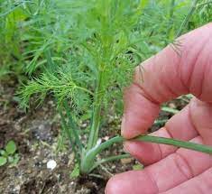 Check spelling or type a new query. How To Grow Dill And How To Save It For Winter